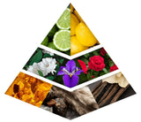 HANEEN GOLD CONCENTRATED OIL PERFUME 20ml ingredients pyramid with citrus, florals, and warm notes.